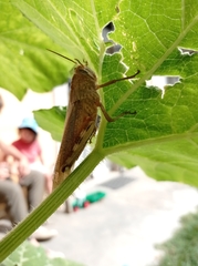 Anacridium aegyptium