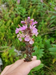 Stachys palustris