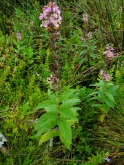 Stachys palustris