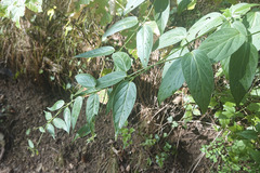 Vincetoxicum hirundinaria