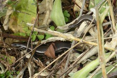 Oligosoma polychroma