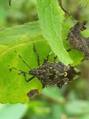 Eocanthecona furcellata