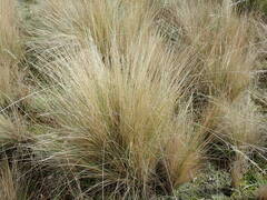 Poa labillardierei
