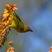 Cape Weaver - Photo (c) Martin Heigan, some rights reserved (CC BY-NC-ND)