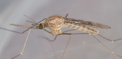 Anopheles freeborni