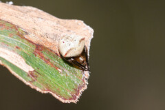 Araneus cyrtarachnoides
