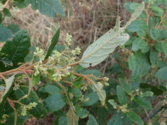 Pomaderris elliptica