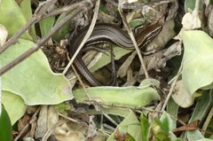 Oligosoma polychroma