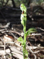 Pterostylis williamsonii