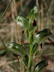 Pterostylis williamsonii