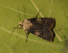 Agrotis puta