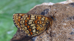Melitaea aurelia