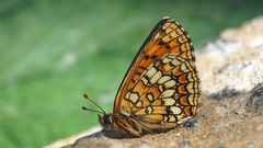 Melitaea aurelia