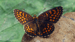 Melitaea aurelia