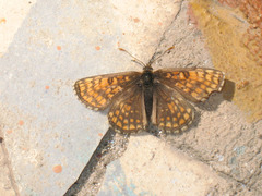 Melitaea aurelia