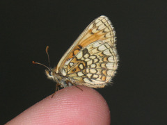 Melitaea aurelia