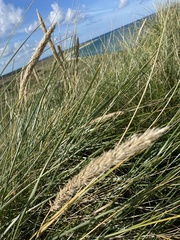 Ammophila arenaria