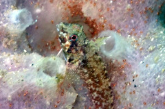 Enneapterygius atrogulare