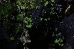 Fissidens taylorii