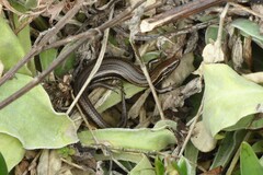 Oligosoma polychroma