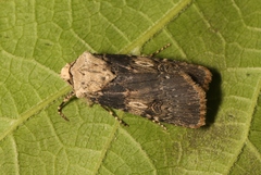 Agrotis puta