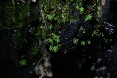 Fissidens taylorii