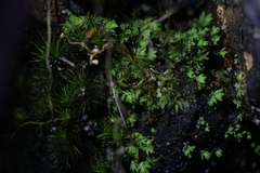 Fissidens taylorii