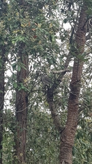 Colluricincla harmonica