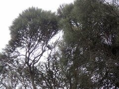 Calyptorhynchus lathami