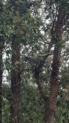 Colluricincla harmonica