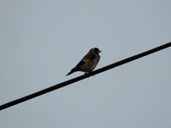 Carduelis carduelis