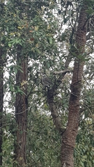 Colluricincla harmonica