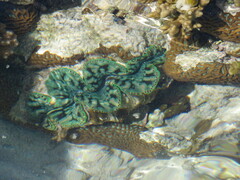 Tridacna maxima