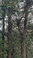 Colluricincla harmonica