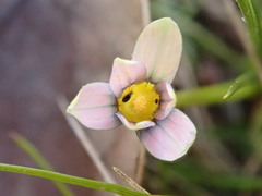 Romulea minutiflora