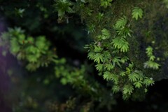 Fissidens taylorii