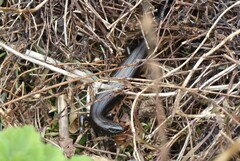 Oligosoma polychroma