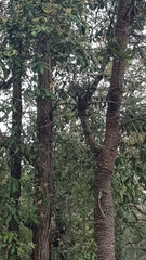 Colluricincla harmonica