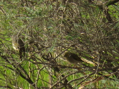 Ptilotula penicillata