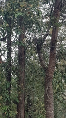 Colluricincla harmonica