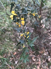 Podolobium ilicifolium