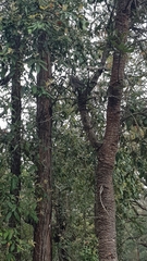 Colluricincla harmonica