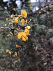 Podolobium ilicifolium