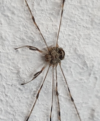 Dicranopalpus ramosus