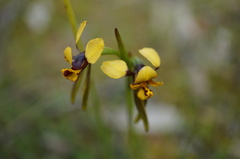 Diuris palustris