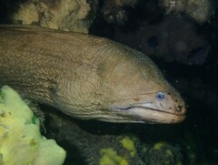 Gymnothorax prasinus