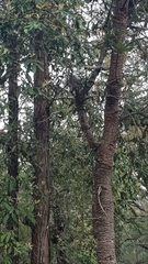 Colluricincla harmonica