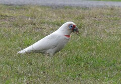Cacatua tenuirostris
