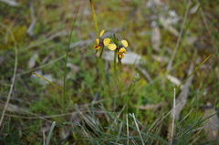 Diuris palustris