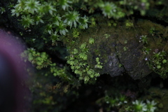 Fissidens taylorii